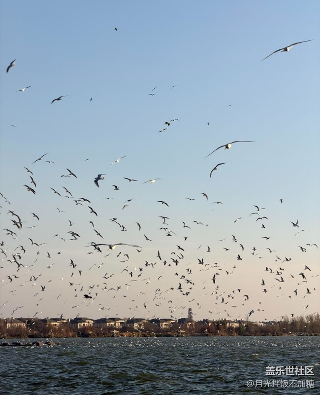 【早春第一站】觀海鷗