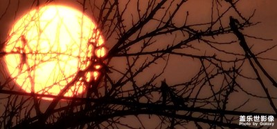 枯枝與朝陽