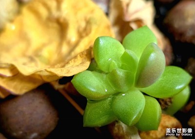 【不期而遇的美】+微距的美