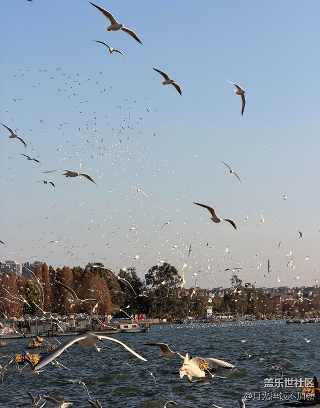 【早春第一站】觀海鷗