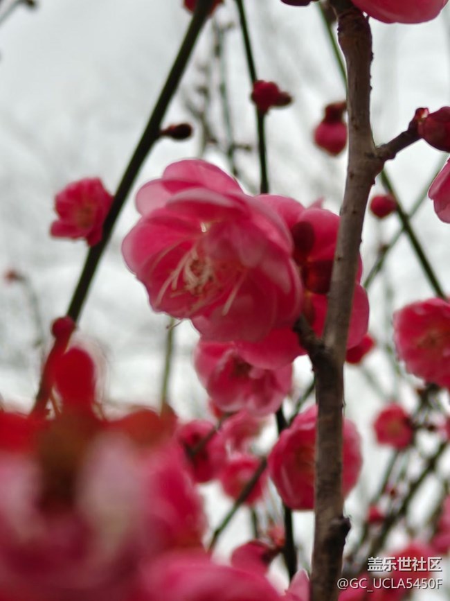 【早春第一站】又見梅開