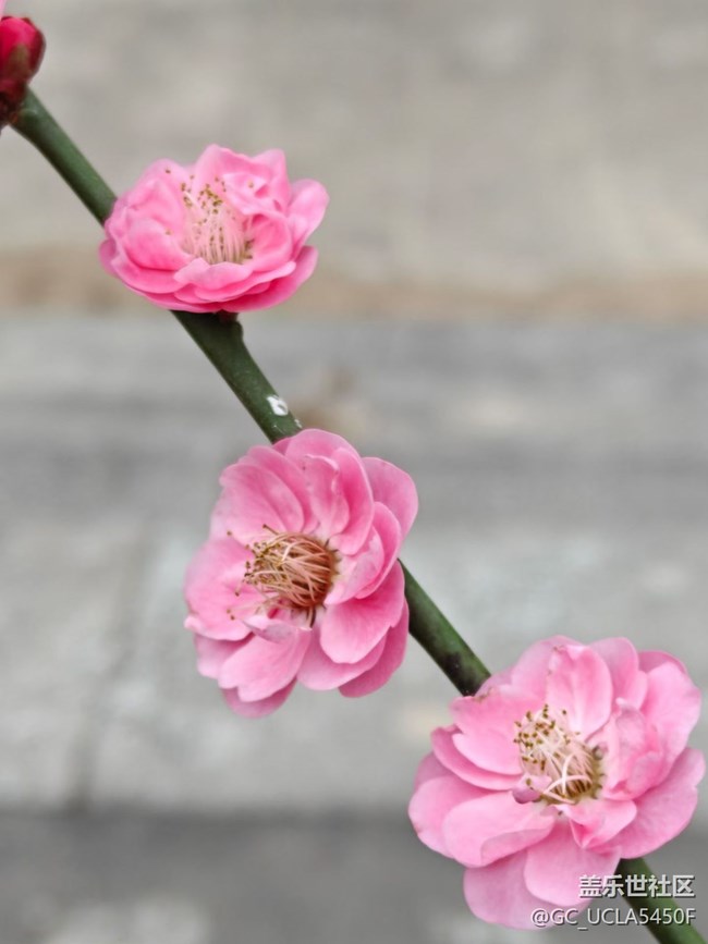 【早春第一站】又見梅開