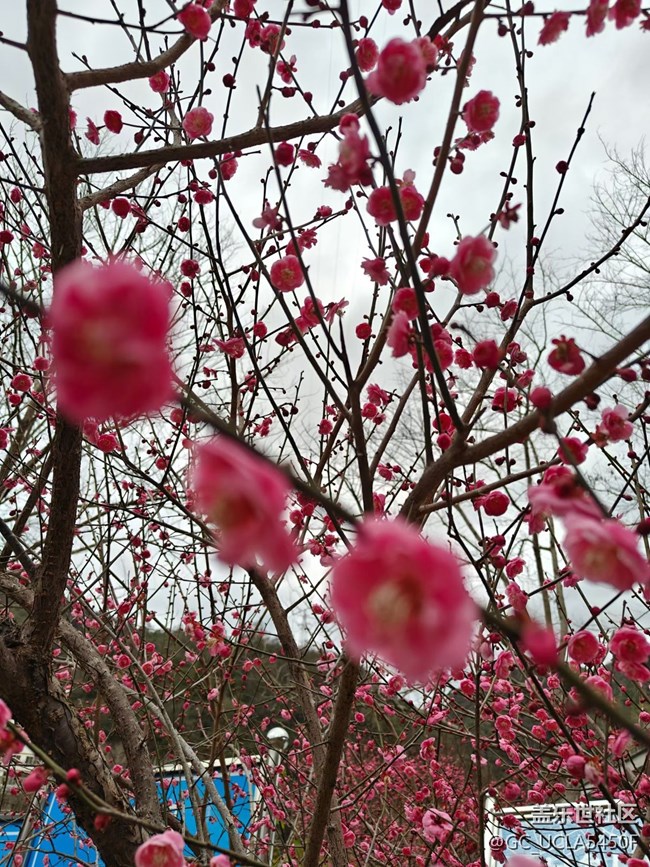 【早春第一站】又見梅開