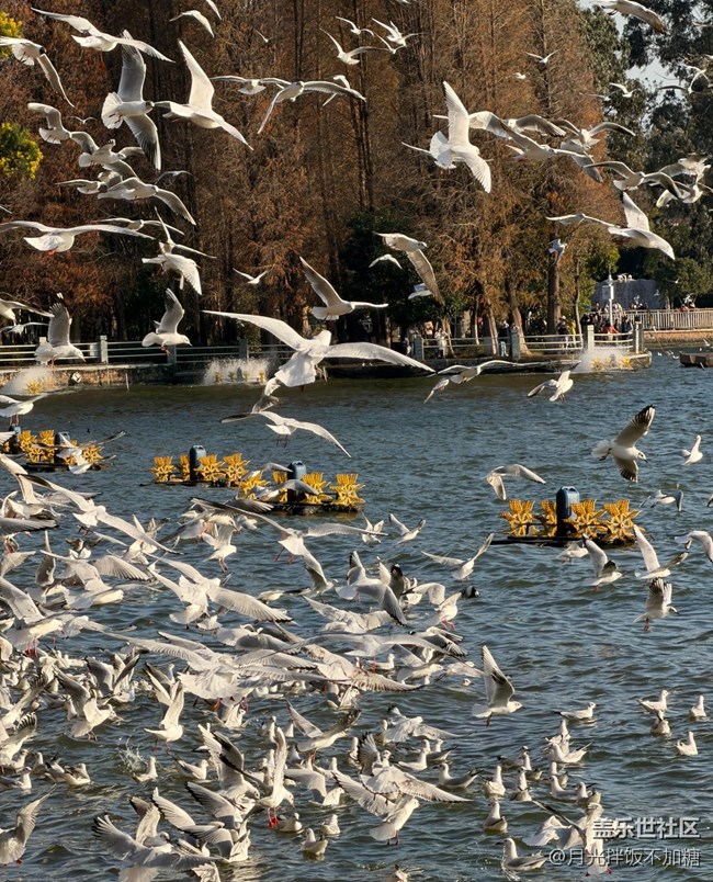 【早春第一站】觀海鷗