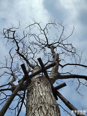 【不期而遇的美】+樹影