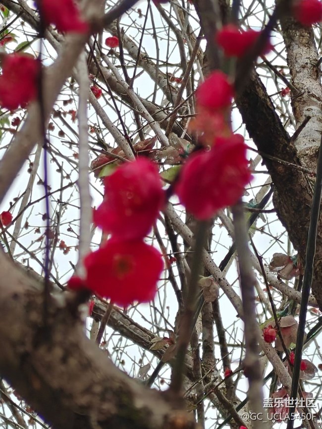 【早春第一站】又見梅開