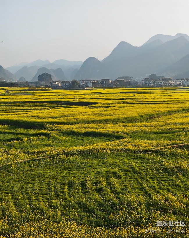 【早春第一站】油菜花田