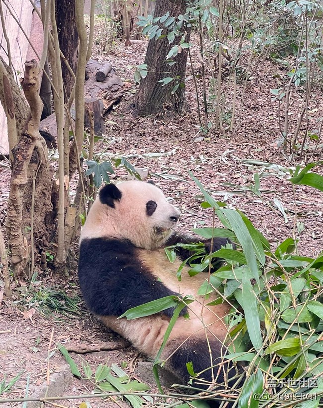 【早春第一站】成都大熊貓