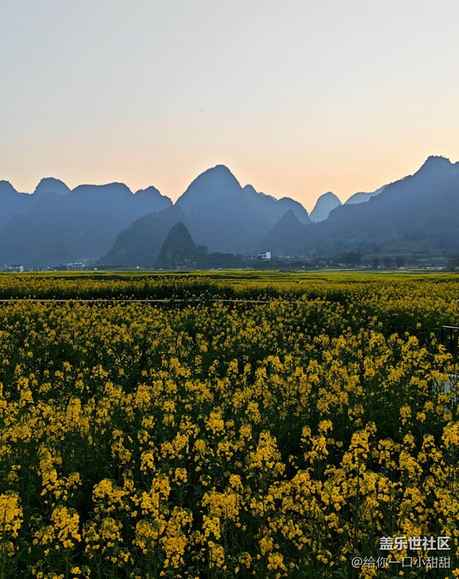 【早春第一站】油菜花田