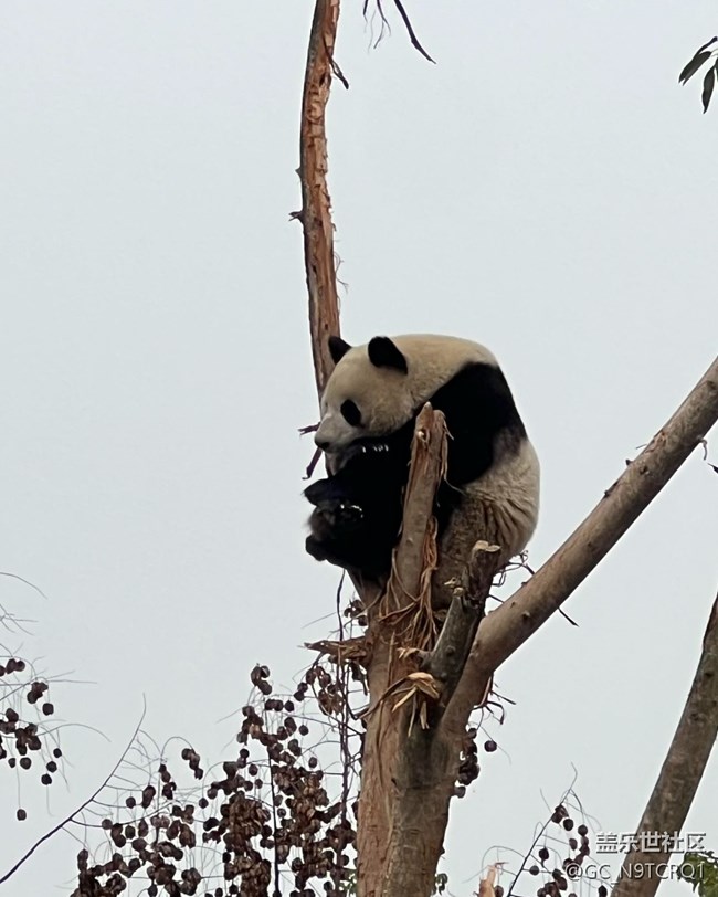 【早春第一站】成都大熊貓