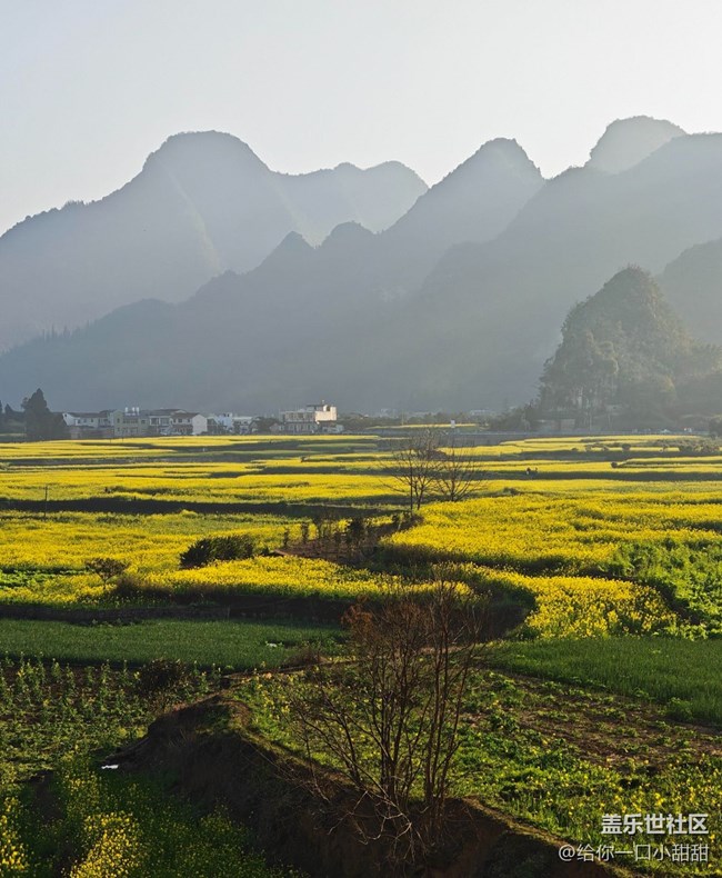 【早春第一站】油菜花田