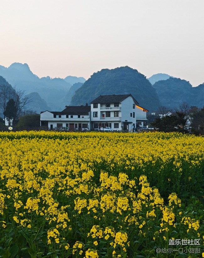 【早春第一站】油菜花田