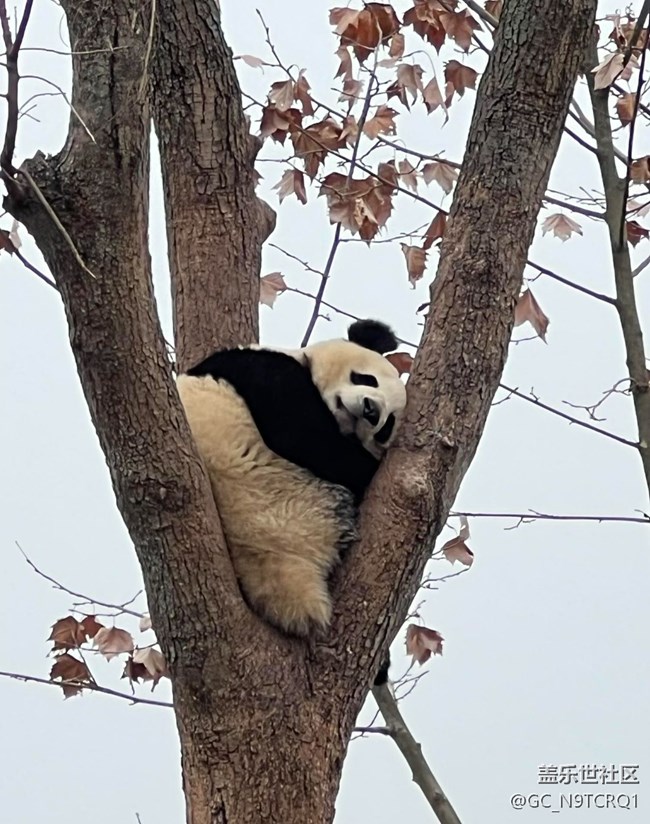【早春第一站】成都大熊貓