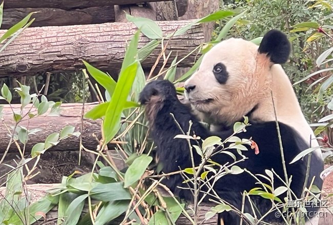 【早春第一站】成都大熊貓