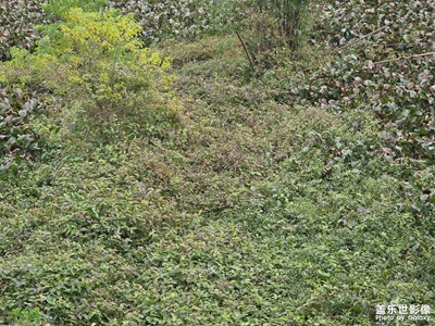 【不期而遇的美】細(xì)密的綠意