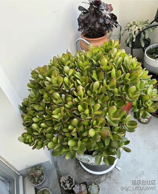 【早春第一站】多肉