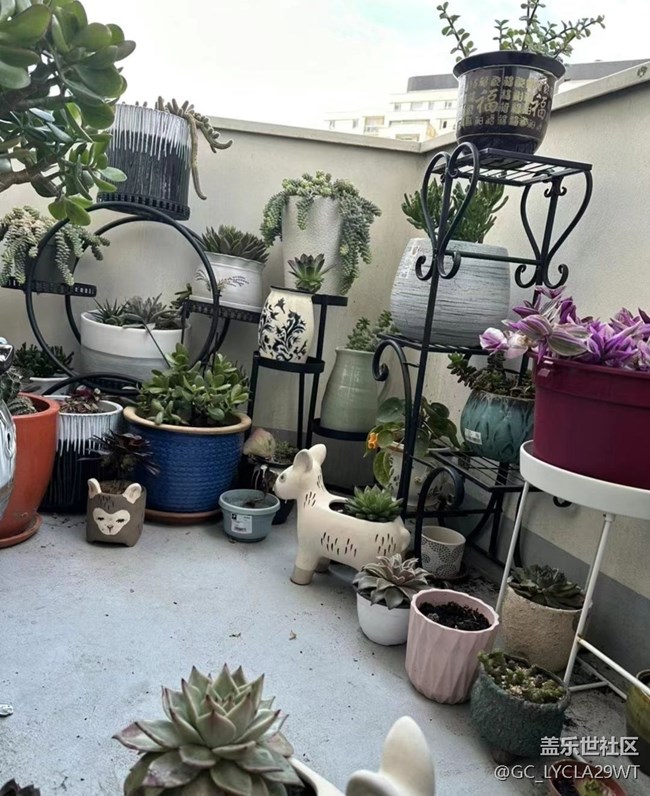 【早春第一站】多肉