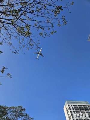 【靚影迎春】春光樹影