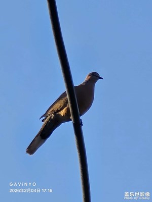 【不期而遇的美】闖進(jìn)鏡頭里的山斑鳩?