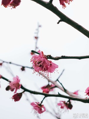 【靚影迎春】香自苦寒來