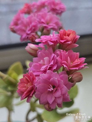 【靚影迎春】+花