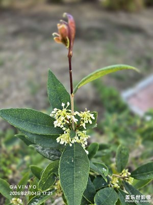 【靚影迎春】又見桂花開
