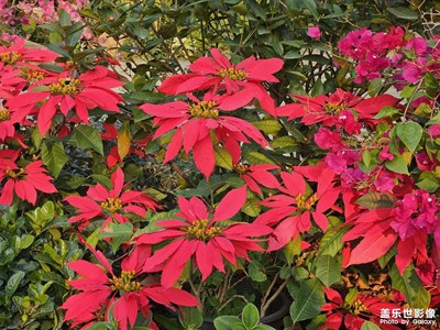 【靚影迎春】+鮮花怒放