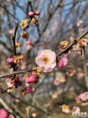 【靚影迎春】臘梅迎春