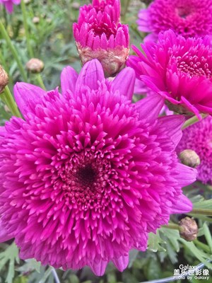 【靚影迎春】+快過年了