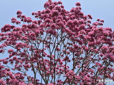 【靚影迎春】春暖花開