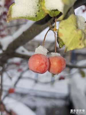 雪后紅果
