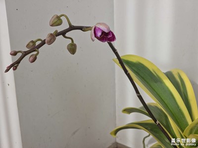 含苞待放的蝴蝶蘭