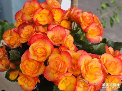 【靚影迎春】商場裝扮