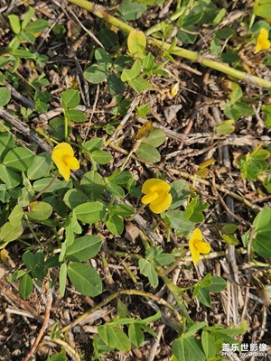 【靚影迎春】小野花也有春天