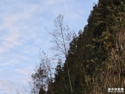 【靚影迎春】迎來春天