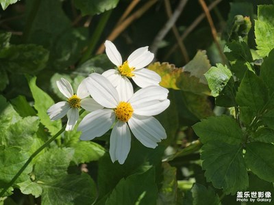 【靚影迎春】春暖花開