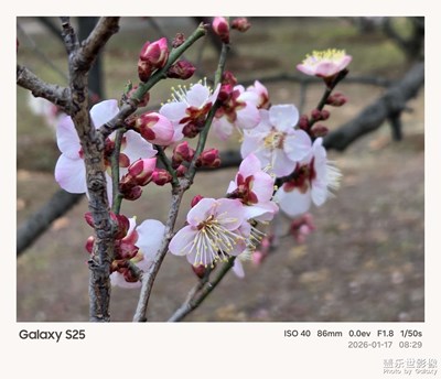 【靚影迎春】冬去春來