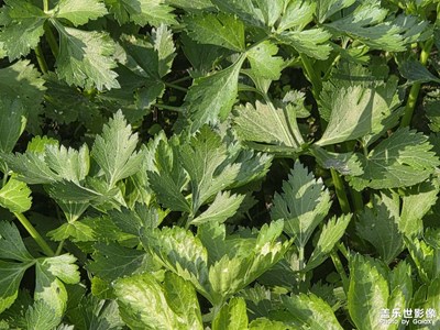 【靚影迎春】泥土氣息