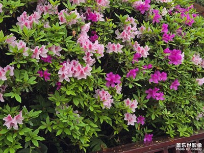 【靚影迎春】溫柔的季節(jié)