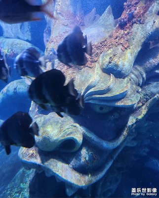 【靚影迎春】深海探險(xiǎn)