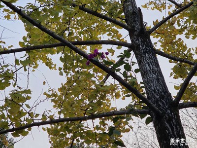 【靚影迎春】溫柔