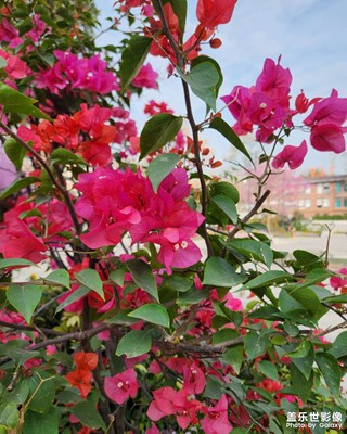 【靚影迎春】迎春花