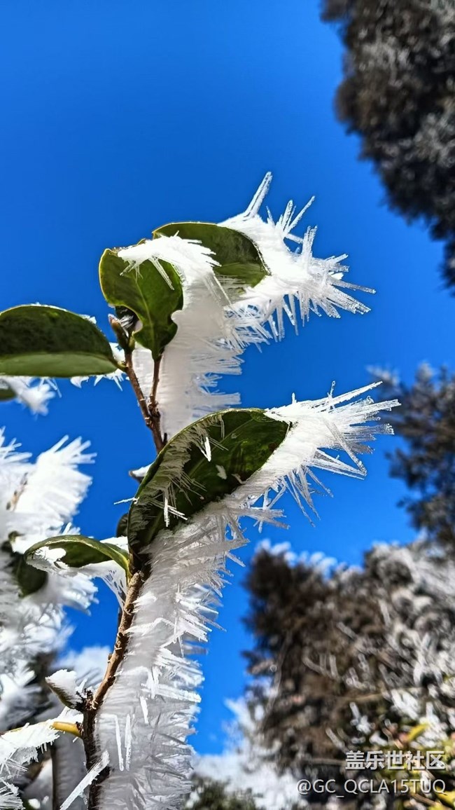 【春節(jié)去哪兒】霧凇