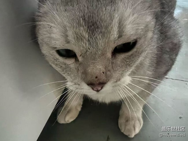 【春節(jié)趣事分享】抑郁貓