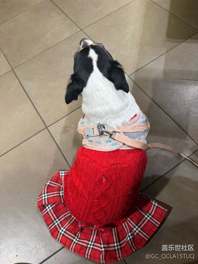 【春節(jié)趣事分享】新年紅裙裙