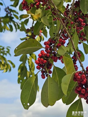 過年了，感覺年味越來越淡