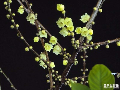 【光影賀新】+新春吉祥