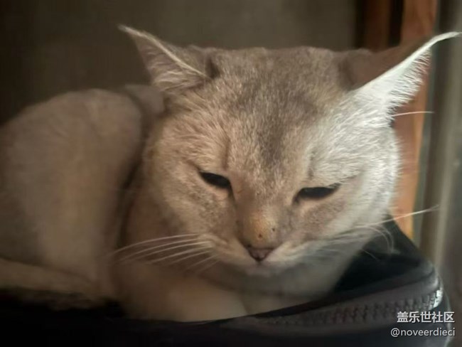 【春節(jié)趣事分享】抑郁貓