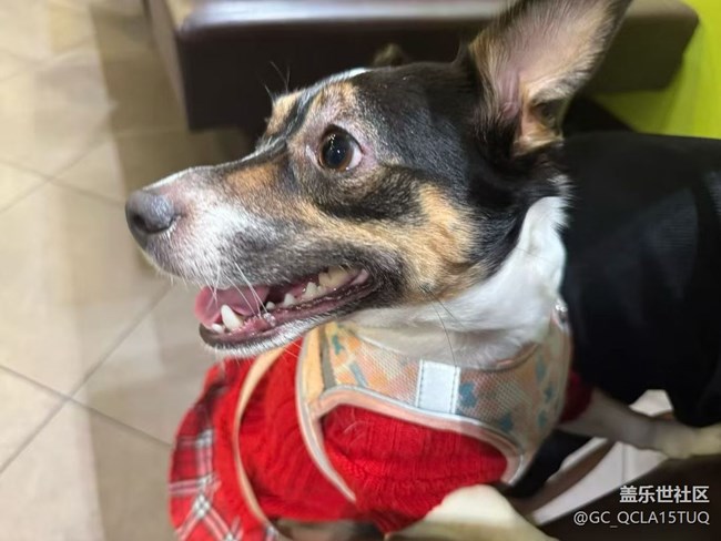 【春節(jié)趣事分享】新年紅裙裙