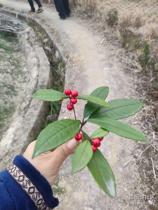 【春節(jié)趣事分享】綠植